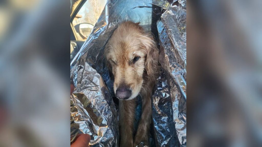 Dramatic Rescue: Dogs Rescued from Icy Peril in Liberty, Maine