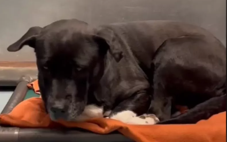 Senior Dog Euthanasia Crisis: Time Running Out for Shelter Favorite, Katrina