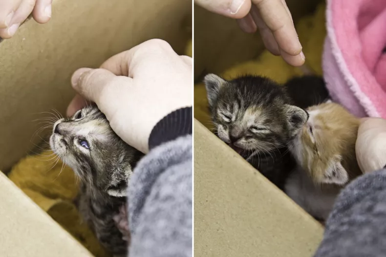 Angels in Action: Rescuing 22 Abandoned Cats Left in Freezing Conditions