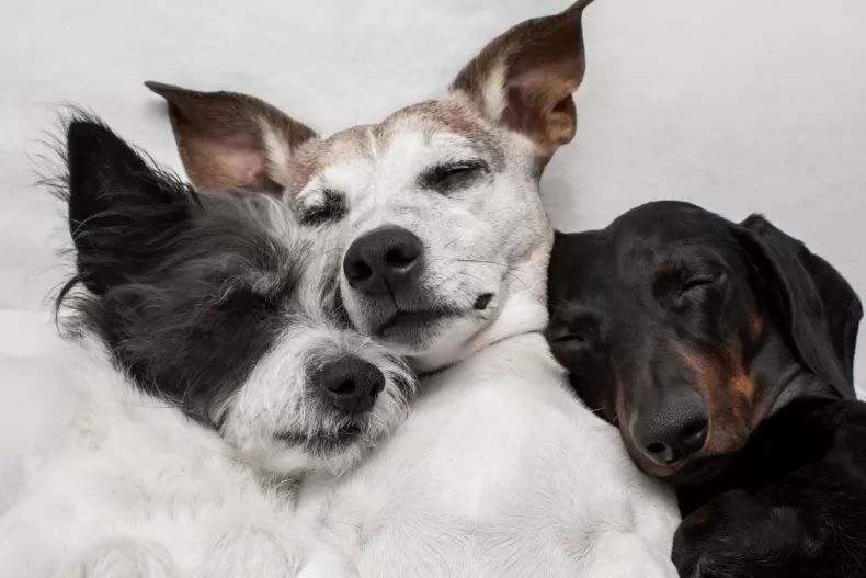 Heartwarming Slumber: Sleepy Shelter Dog Trio, Freckles, Cary Grant, and Bandit, Captivates Sacramento Shelter